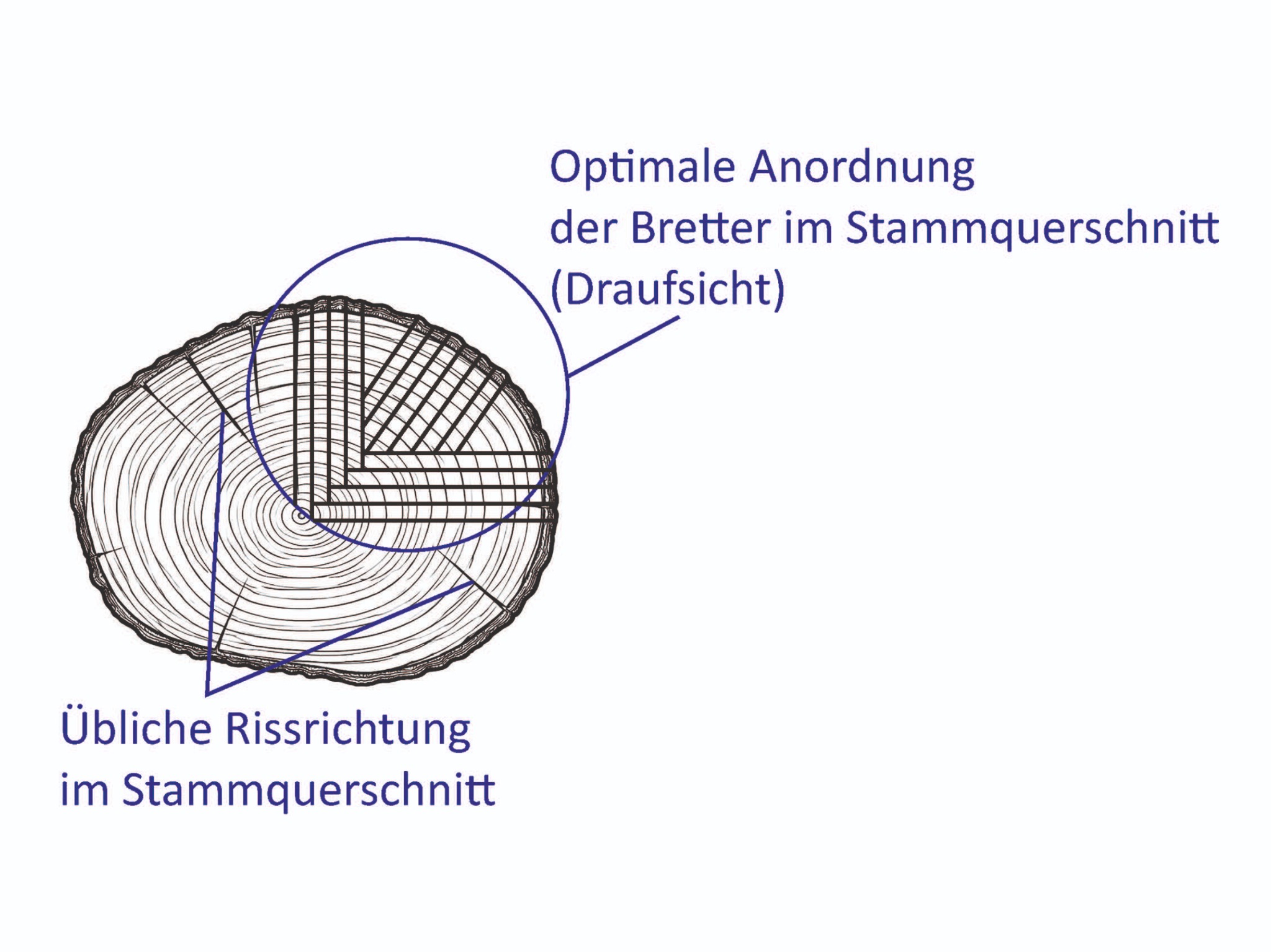 Querschnitt eines Fernambukholzstamms und radiale Orientierung der Bretter.